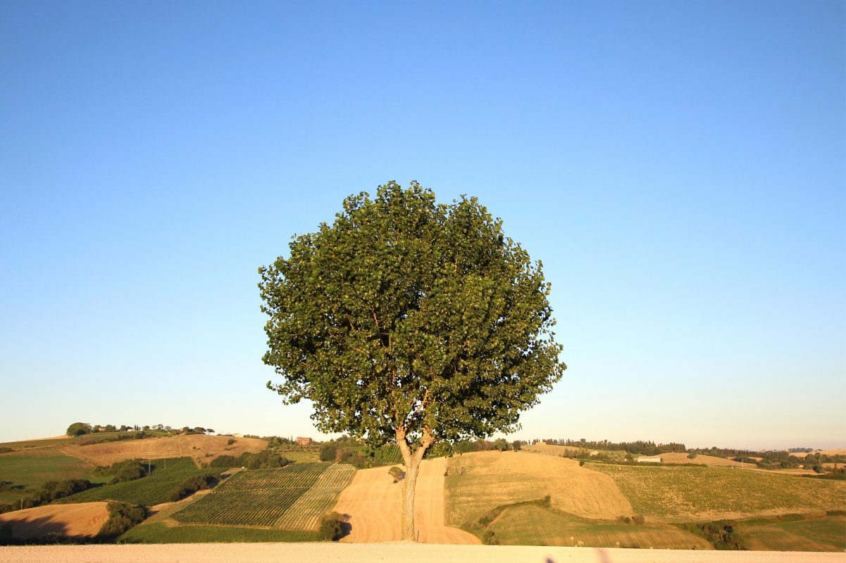 albero in mezzo al campo