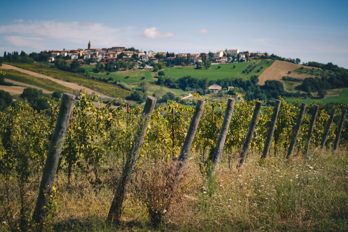 Cantine fiorini_vigna e paesaggi