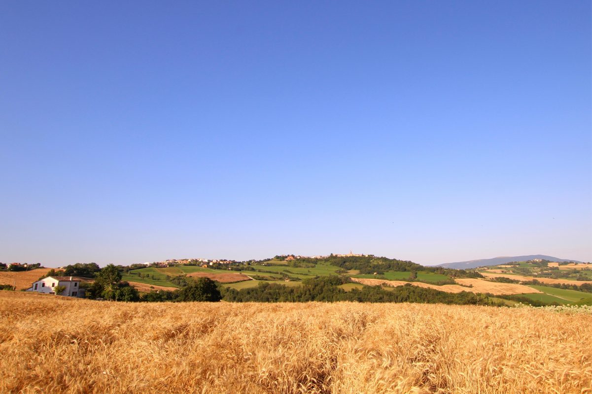 casolare in mezzo al grano