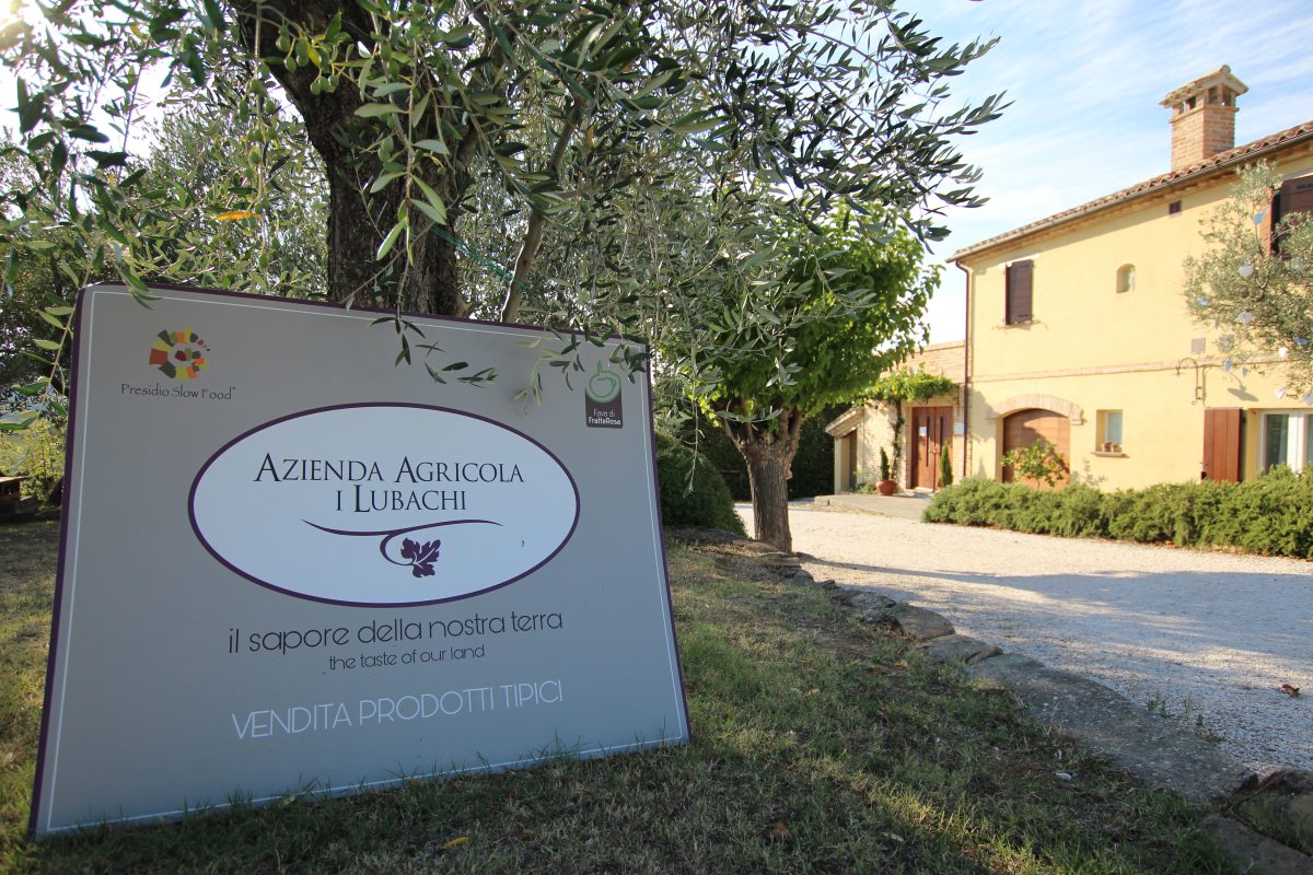 azienda agricola i lubachi